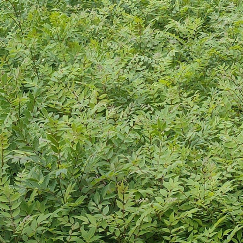 【推荐】黄柏苗/苗场直发/规格齐全/视频看货/欢迎咨询