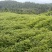 【推荐】黄柏苗/苗场直发/规格齐全/视频看货/欢迎咨询