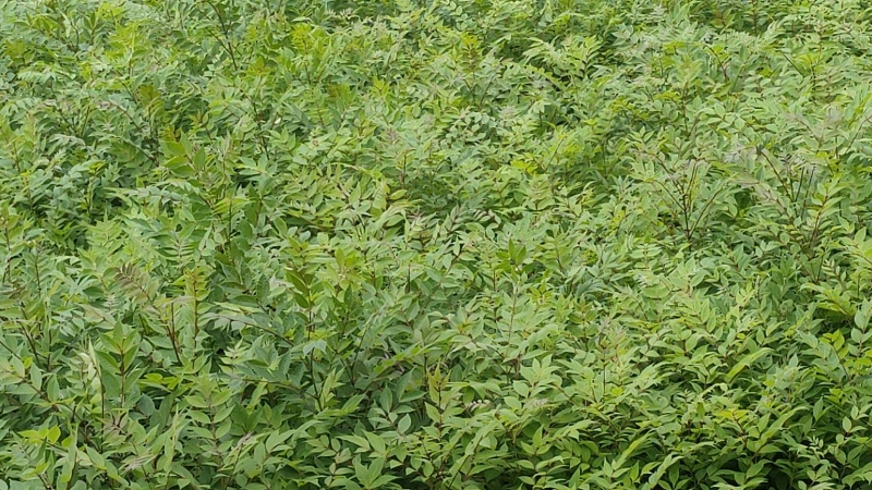 【推荐】黄柏苗/苗场直发/规格齐全/视频看货/欢迎咨询