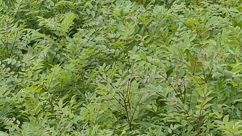 【推荐】黄柏苗/苗场直发/规格齐全/视频看货/欢迎咨询