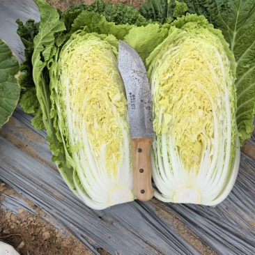宁夏沙地黄心大白菜大量上市，
