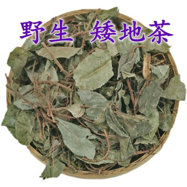 矮地茶平地木正宗野生无硫新货批发零售二斤起售
