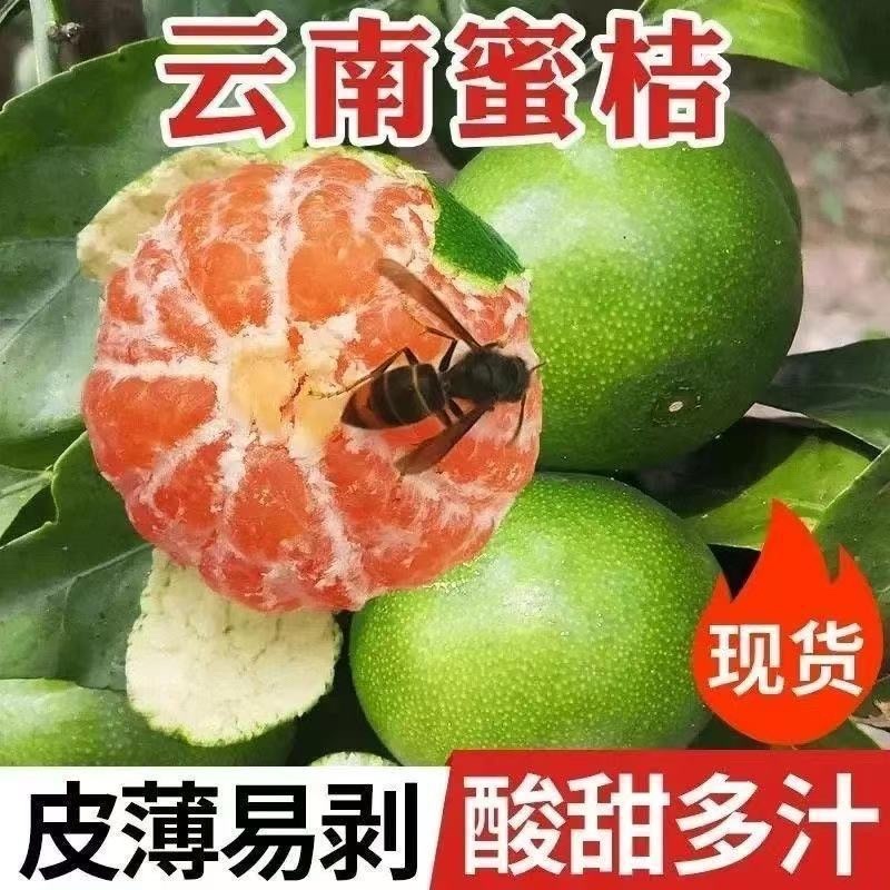 早春蜜桔/秋天蜜桔/七甜三分/产区现货