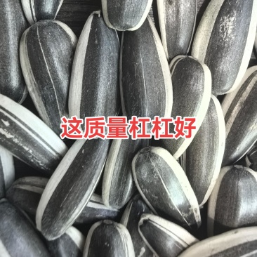 河北打手瓜子大量招电商/可视频看货/量大价优/欢迎咨询