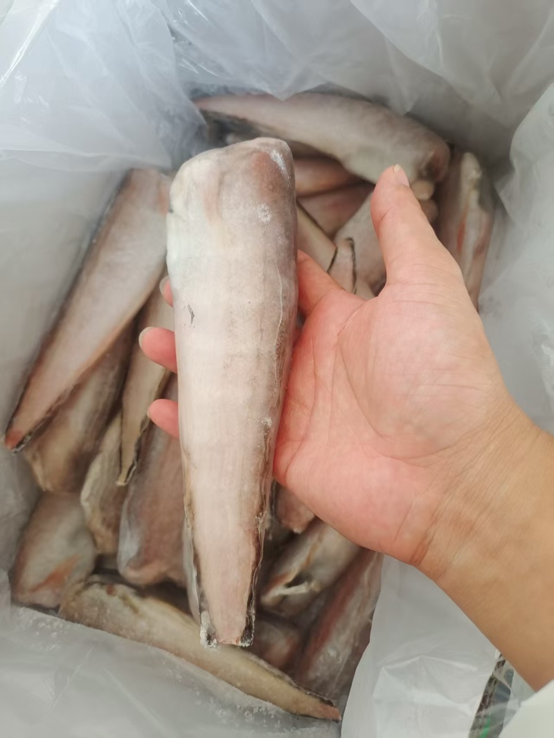 100送3件，三去凤尾鱼，特大号，大量现货