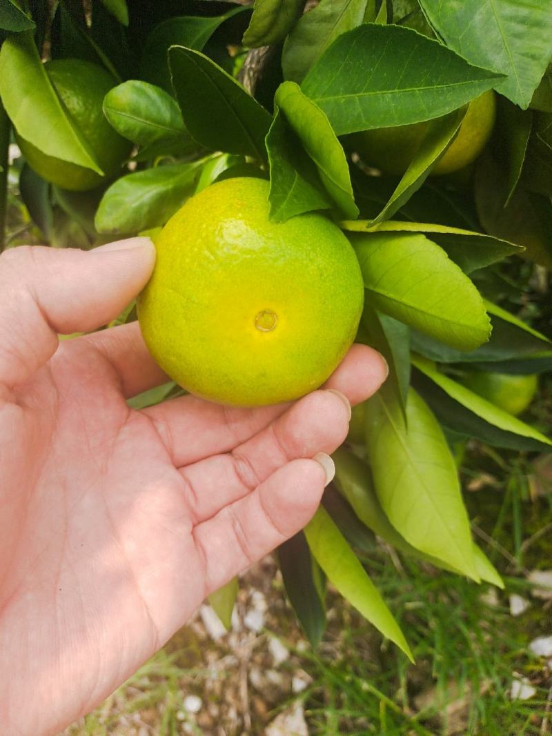 湖北宜昌高山特早蜜橘，大量供应，产地直销，质量有保证。