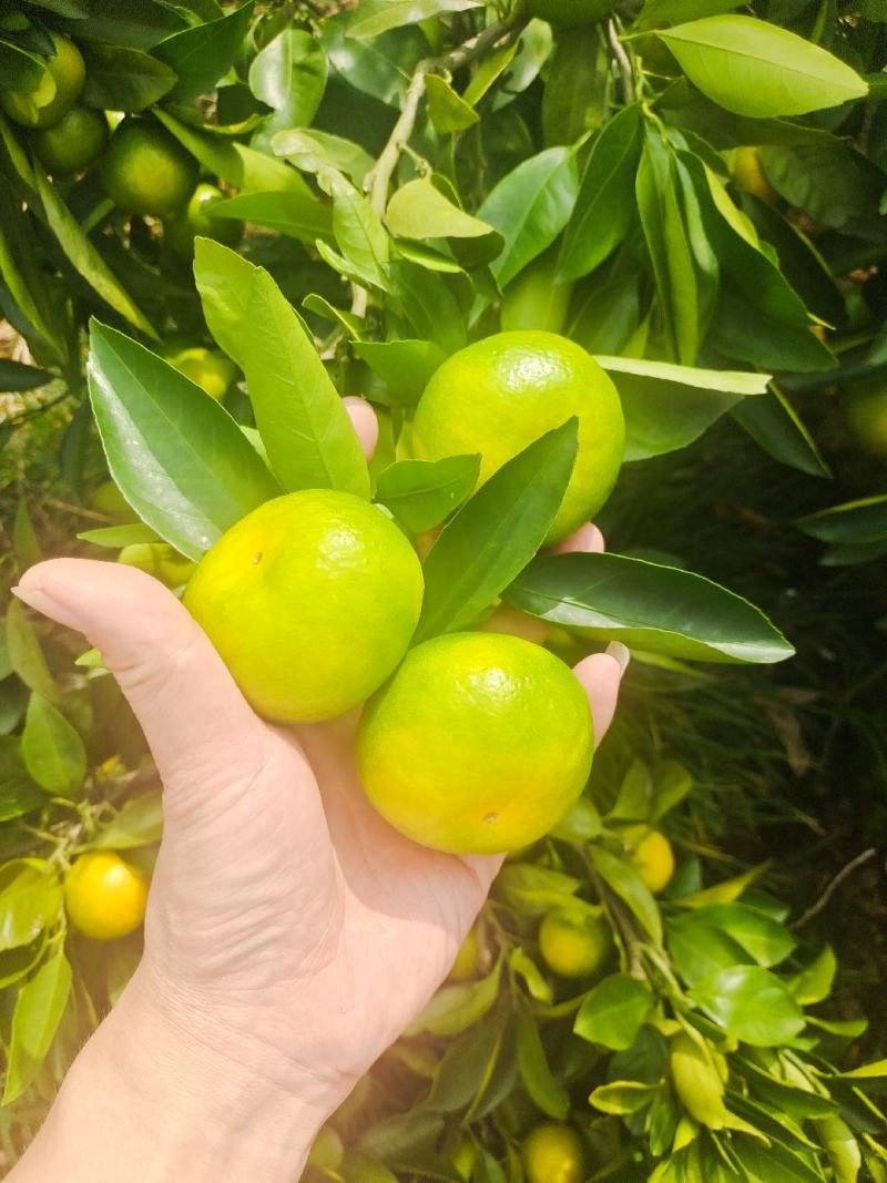 湖北宜昌高山特早蜜橘，大量供应，产地直销，质量有保证。