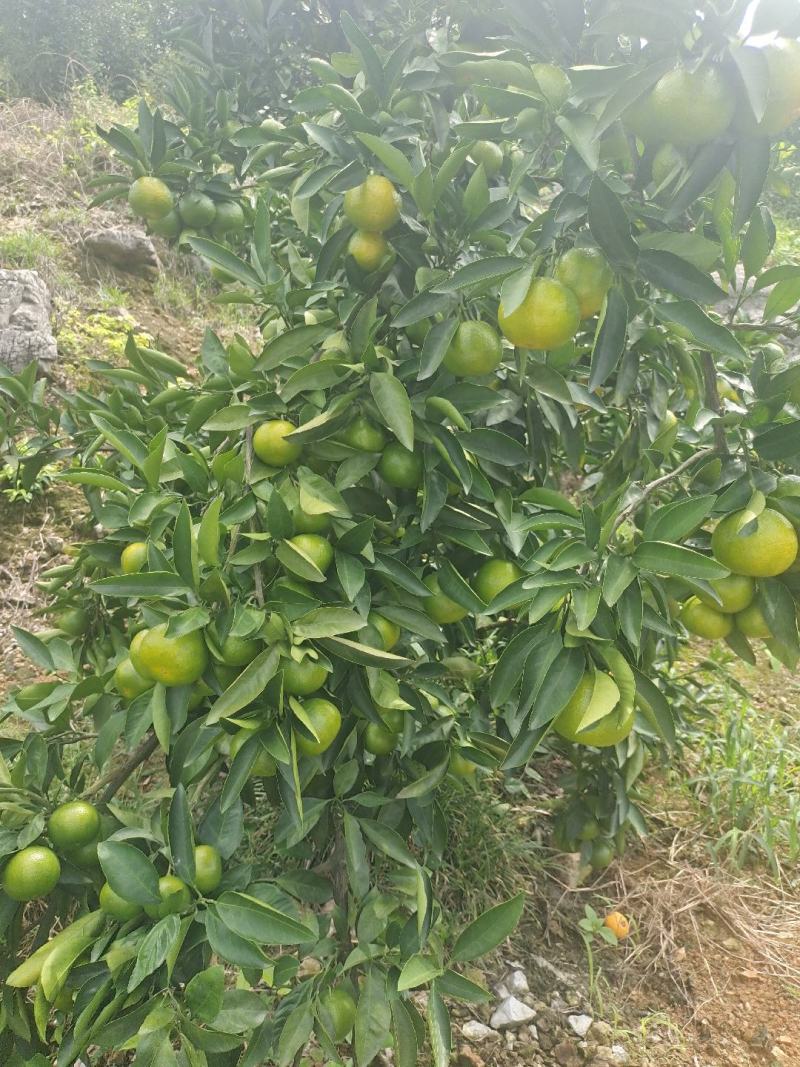 湖北宜昌高山特早蜜橘，大量供应，产地直销，质量有保证。