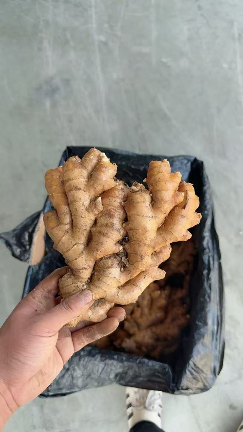 【售后无忧】大黄姜水洗出口贸易量大发货欢迎联系