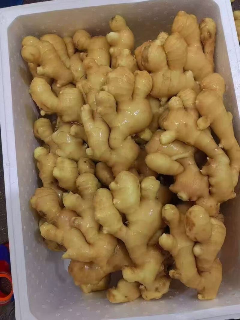 【售后无忧】大黄姜水洗出口贸易量大发货欢迎联系
