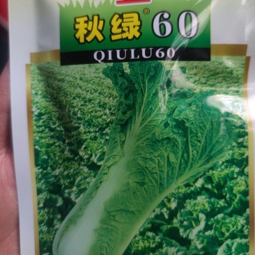 秋绿菜苗，品种**，秧苗清秀，精品无病，