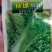 秋绿菜苗，品种**，秧苗清秀，精品无病，