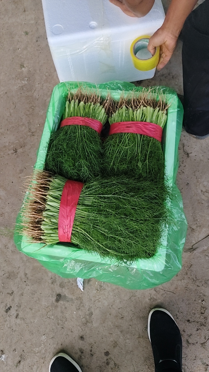 茴香苗优质大量供应茴香苗