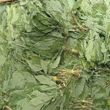 人参叶干货人参叶中药材欢迎选购！量大从优！