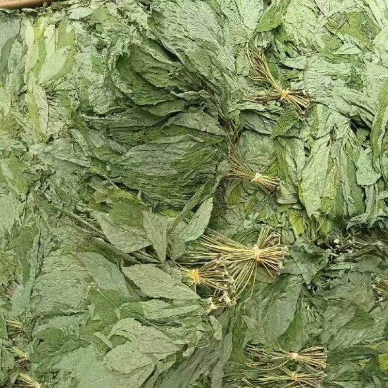 人参叶干货人参叶中药材欢迎选购！量大从优！