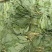 人参叶干货人参叶中药材欢迎选购！量大从优！