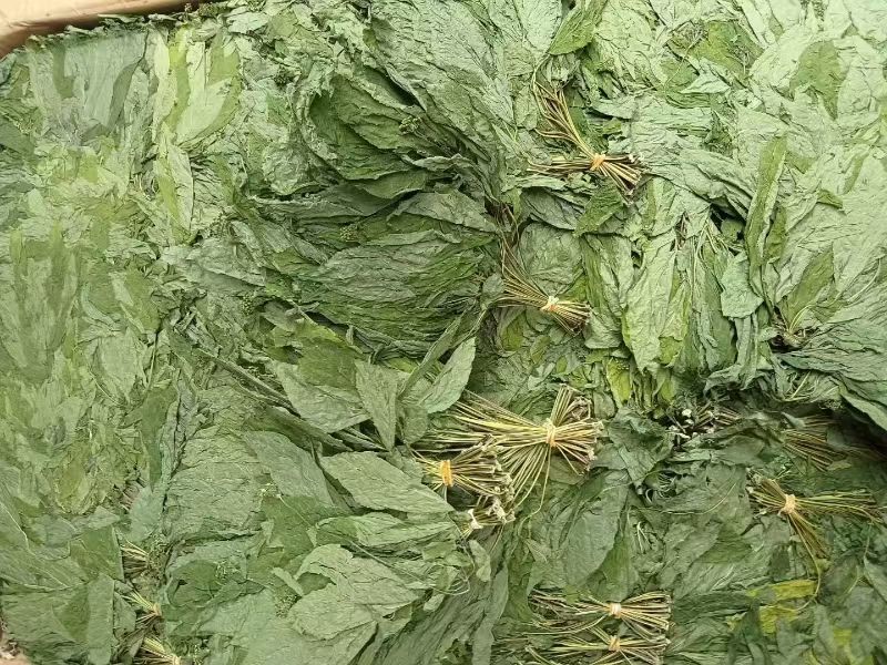 人参叶干货人参叶中药材欢迎选购！量大从优！