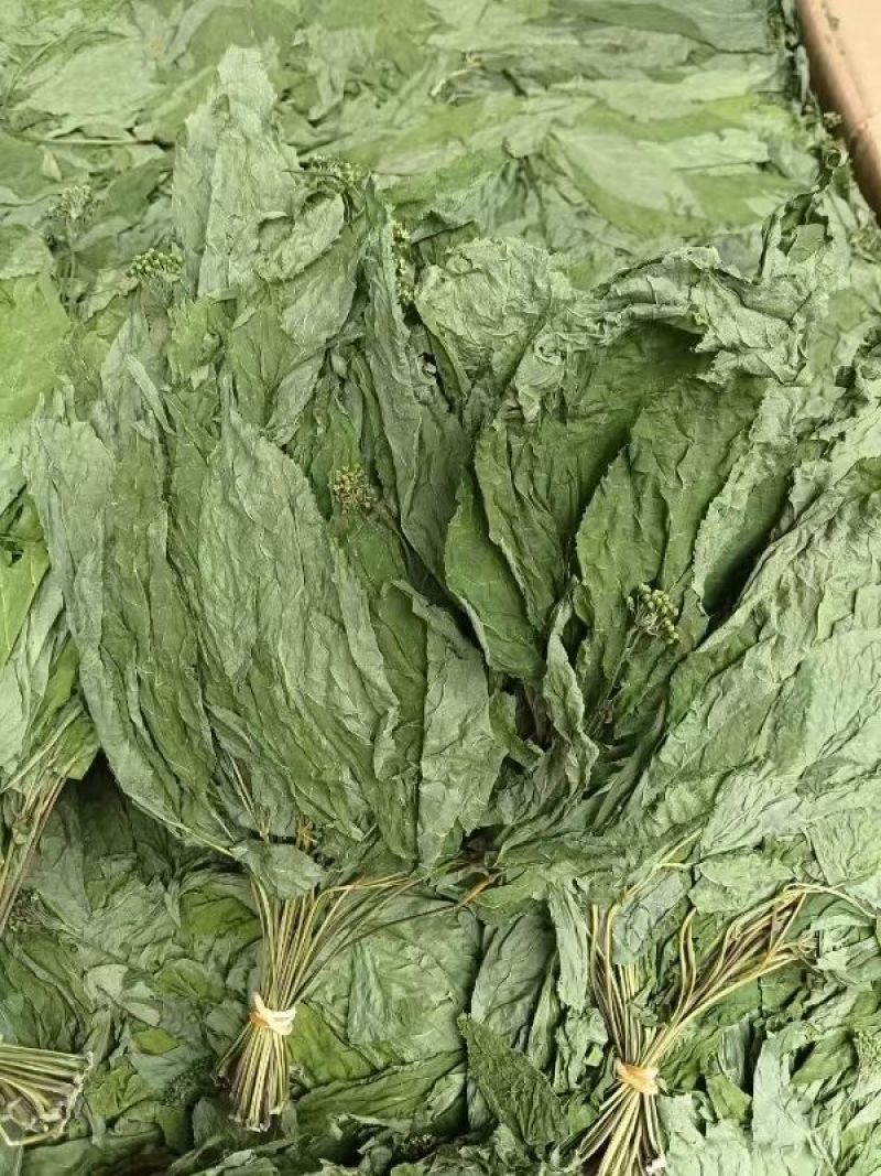 人参叶干货人参叶中药材欢迎选购！量大从优！