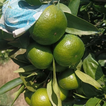 特早蜜柑