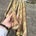 四川宜宾高山野生八月笋