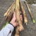 四川宜宾高山野生八月笋