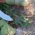 黑龙江萝卜水果萝卜大量上市，量大价格从优