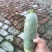黑龙江萝卜水果萝卜大量上市，量大价格从优