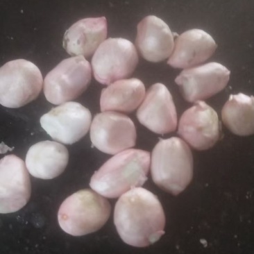 新鲜白沙花生米