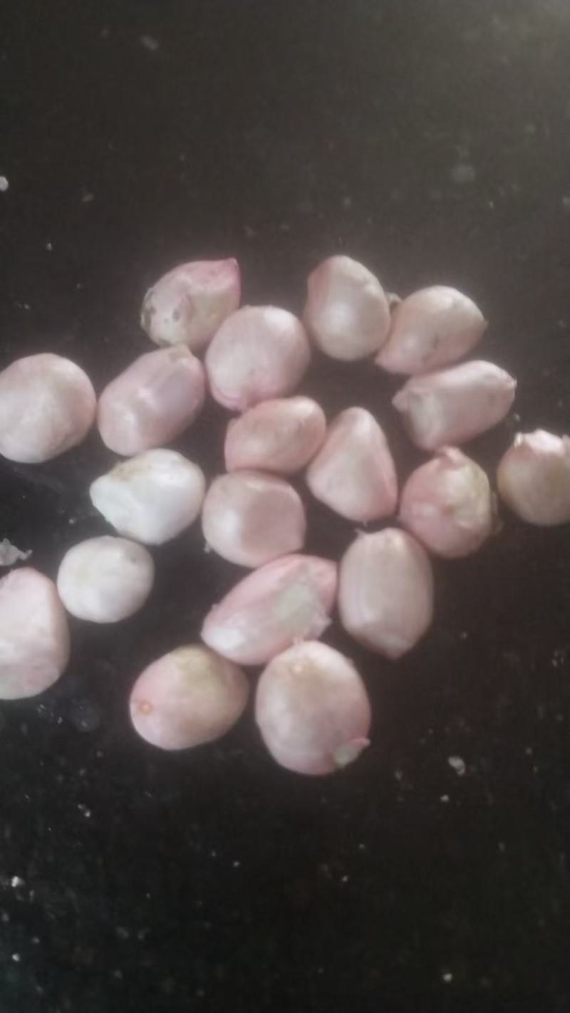 新鲜白沙花生米