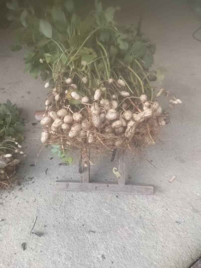 新鲜白沙花生米