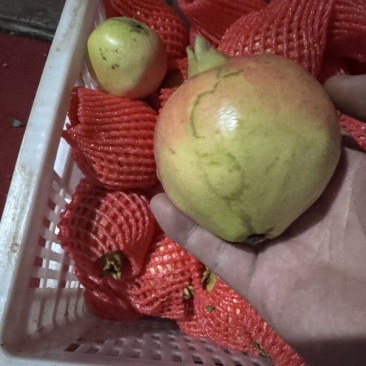 突尼斯软籽石榴
