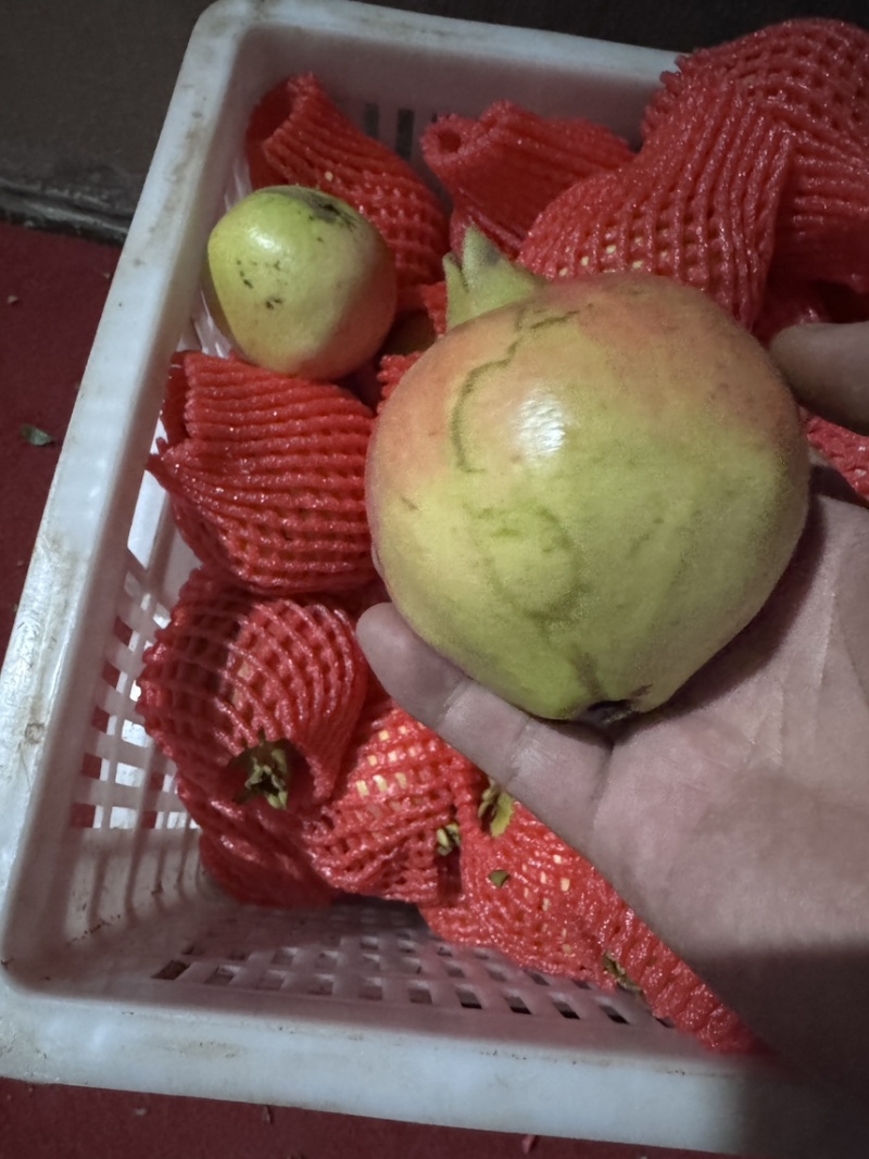 突尼斯软籽石榴