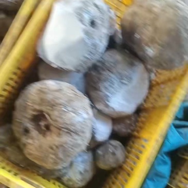 新鲜魔芋包邮豆腐魔芋灰菜富源魔芋贵州魔芋云南魔芋本地魔芋