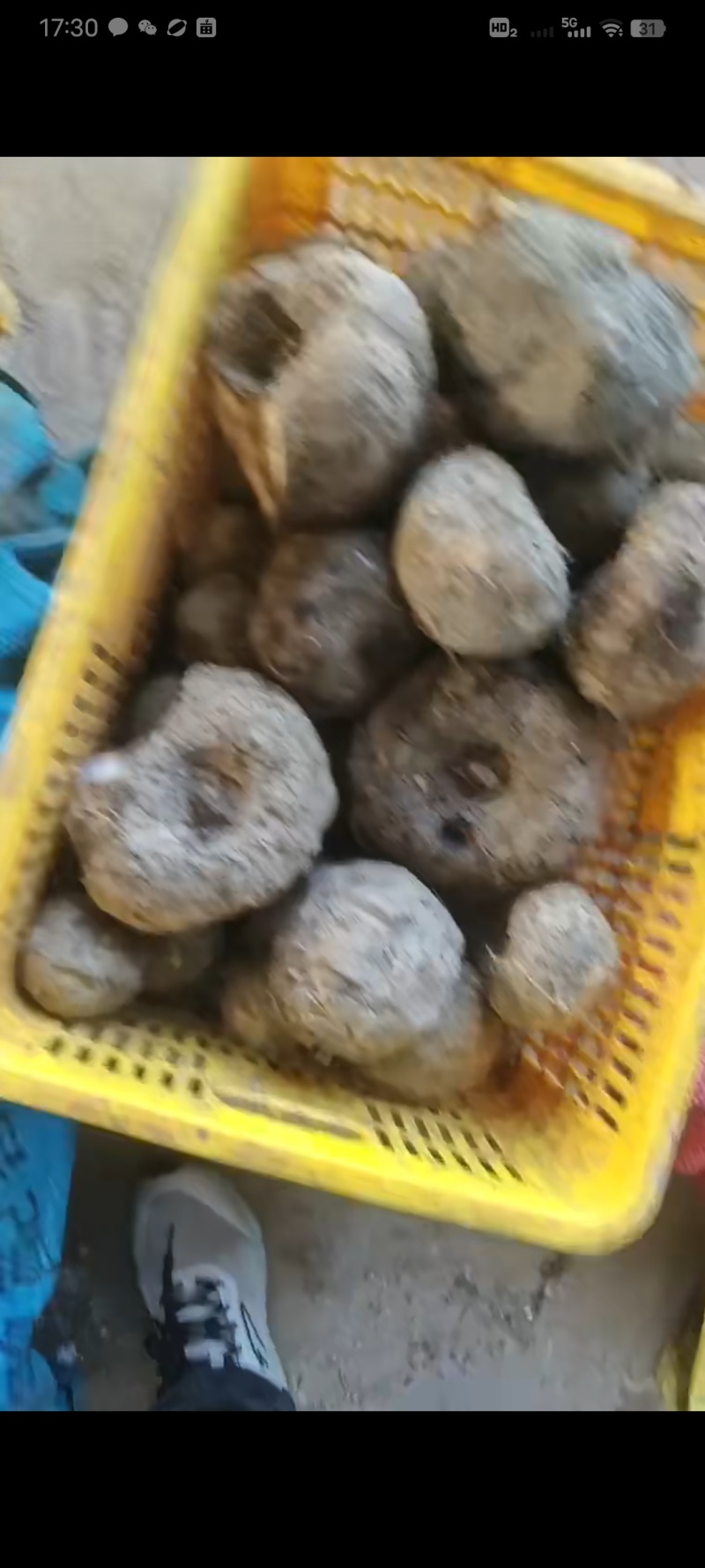 新鲜魔芋包邮豆腐魔芋灰菜富源魔芋贵州魔芋云南魔芋本地魔芋