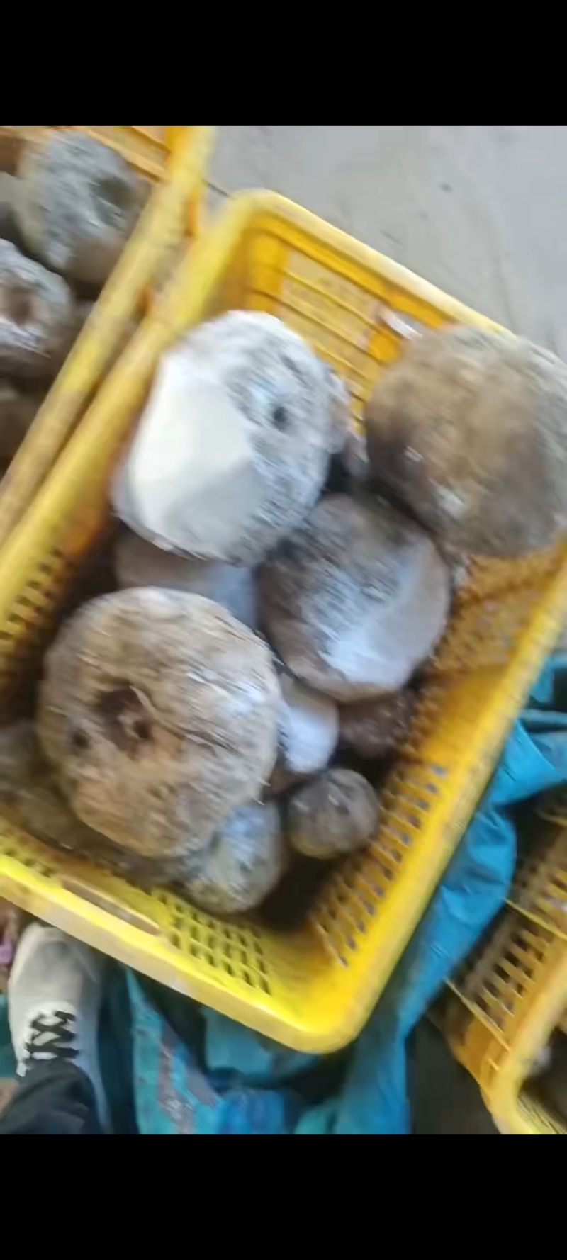 新鲜魔芋包邮豆腐魔芋灰菜富源魔芋贵州魔芋云南魔芋本地魔芋