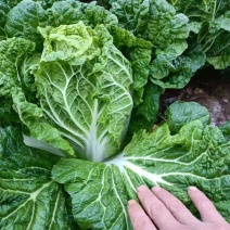 云南黄心白菜，产地直发，价格美丽，货源充足，量大从优