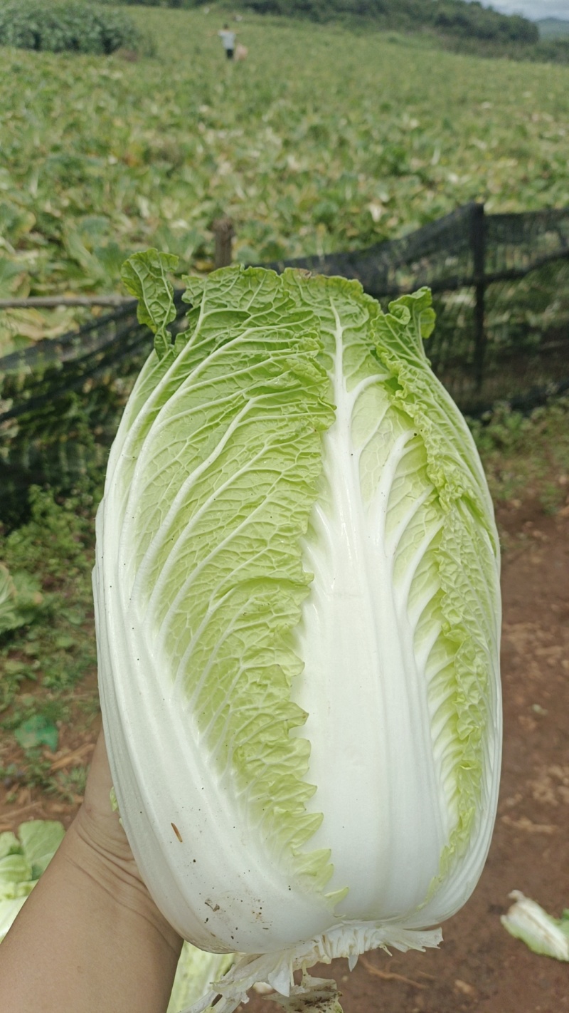 云南黄心白菜，产地直发，价格美丽，货源充足，量大从优