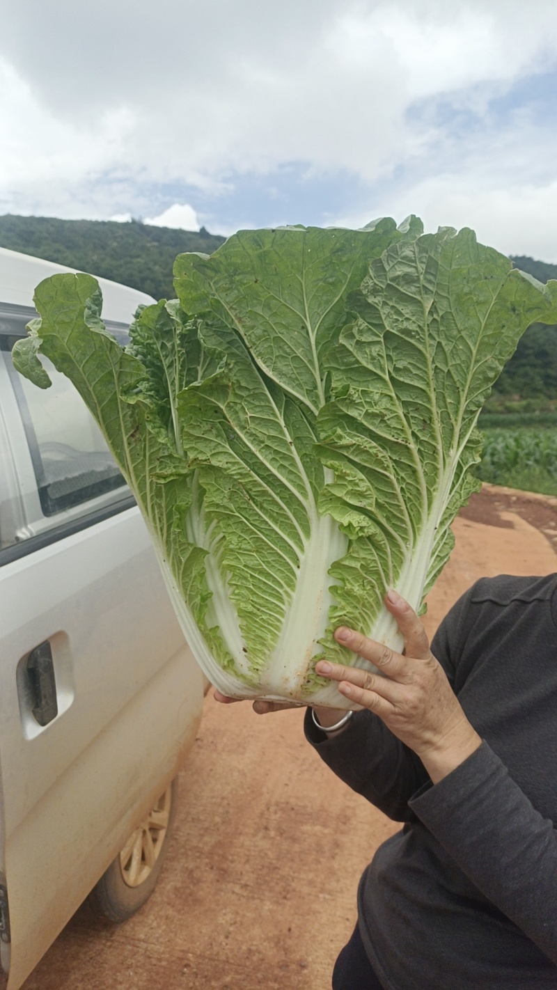 云南黄心白菜，产地直发，价格美丽，货源充足，量大从优