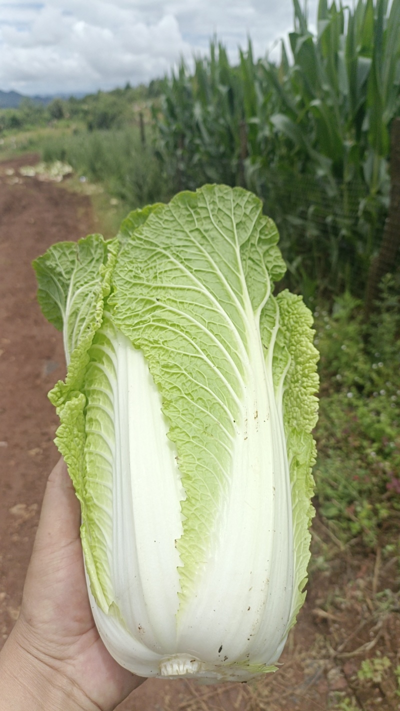 云南黄心白菜，产地直发，价格美丽，货源充足，量大从优