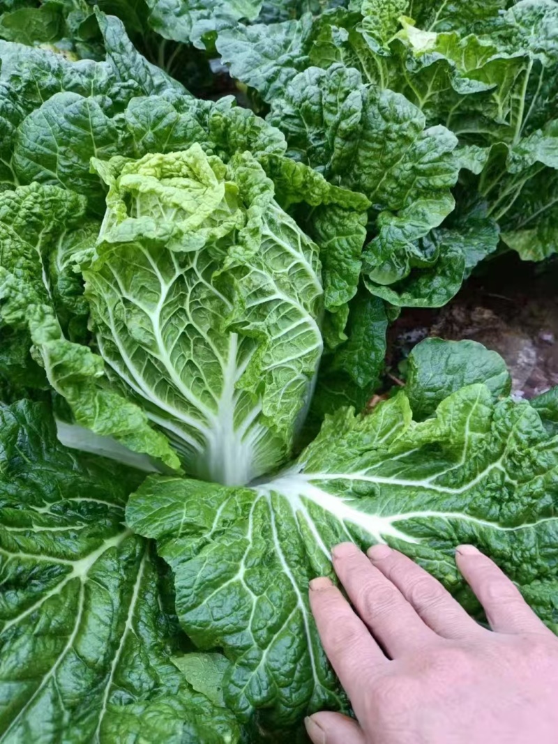 云南黄心白菜，产地直发，价格美丽，货源充足，量大从优