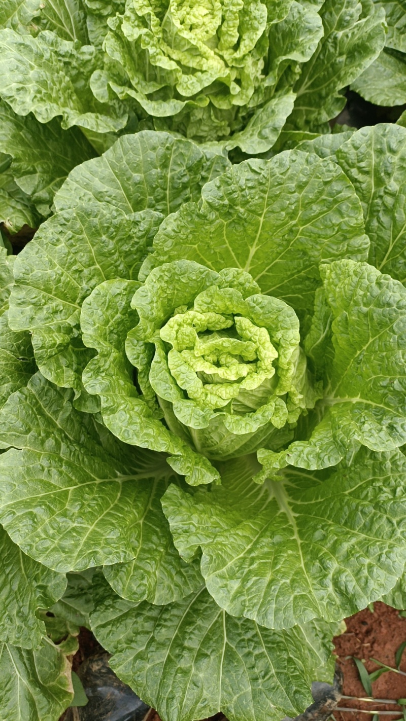 云南黄心白菜，产地直发，价格美丽，货源充足，量大从优