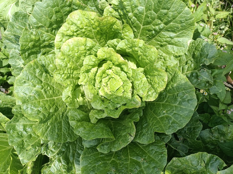 云南黄心白菜，产地直发，价格美丽，货源充足，量大从优