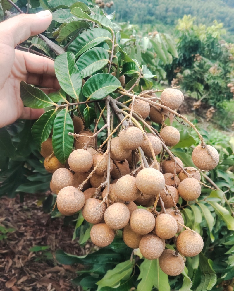 晚熟龙眼