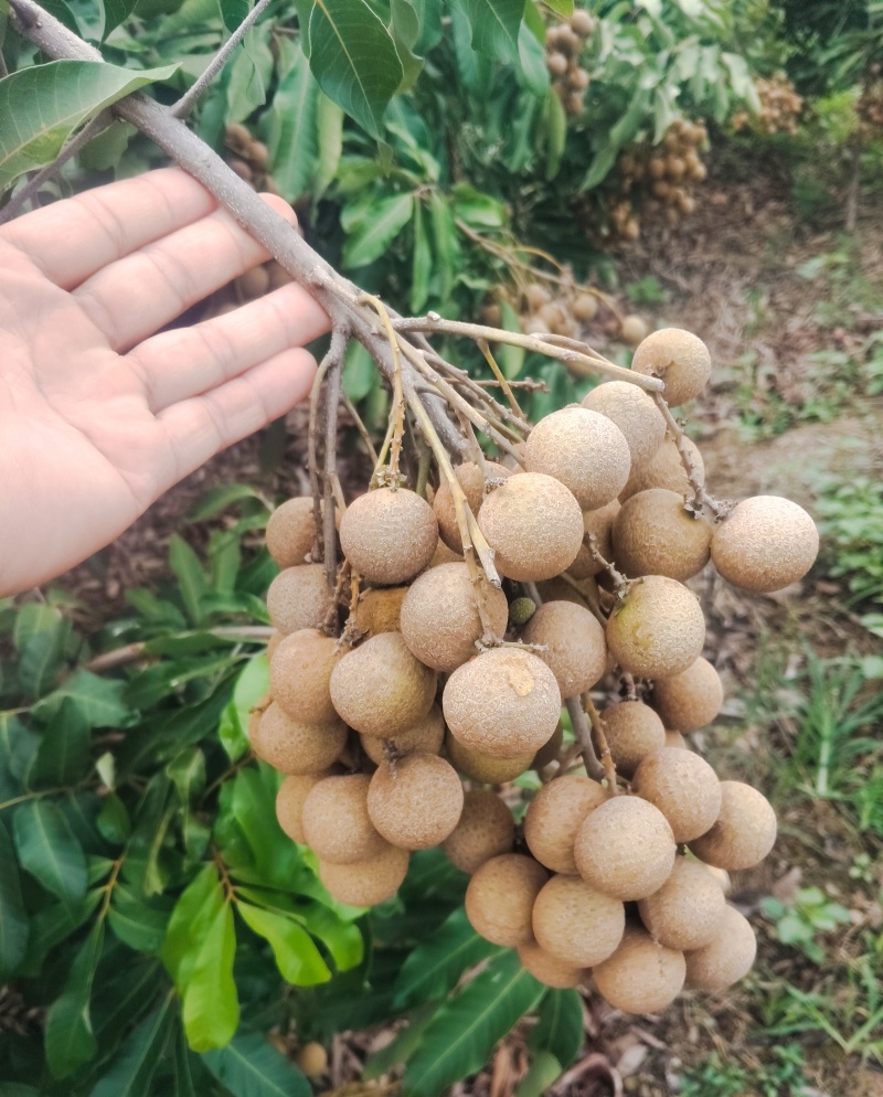 晚熟龙眼