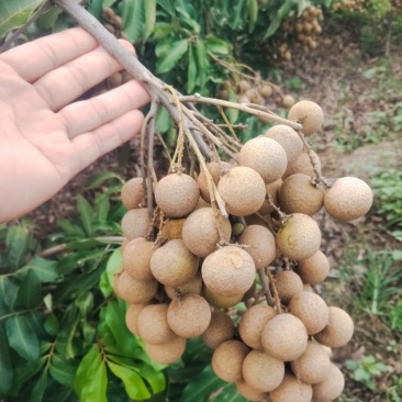 晚熟龙眼