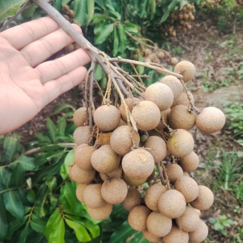 晚熟龙眼