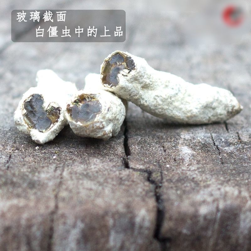 僵蚕/云南产地直销/质量保障/品质放心