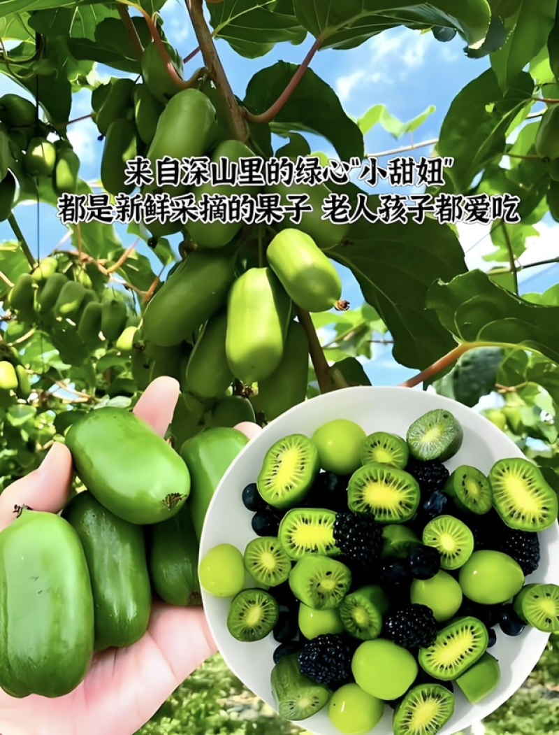 软枣猕猴桃礼盒装过节礼物单位发礼品都可以选择