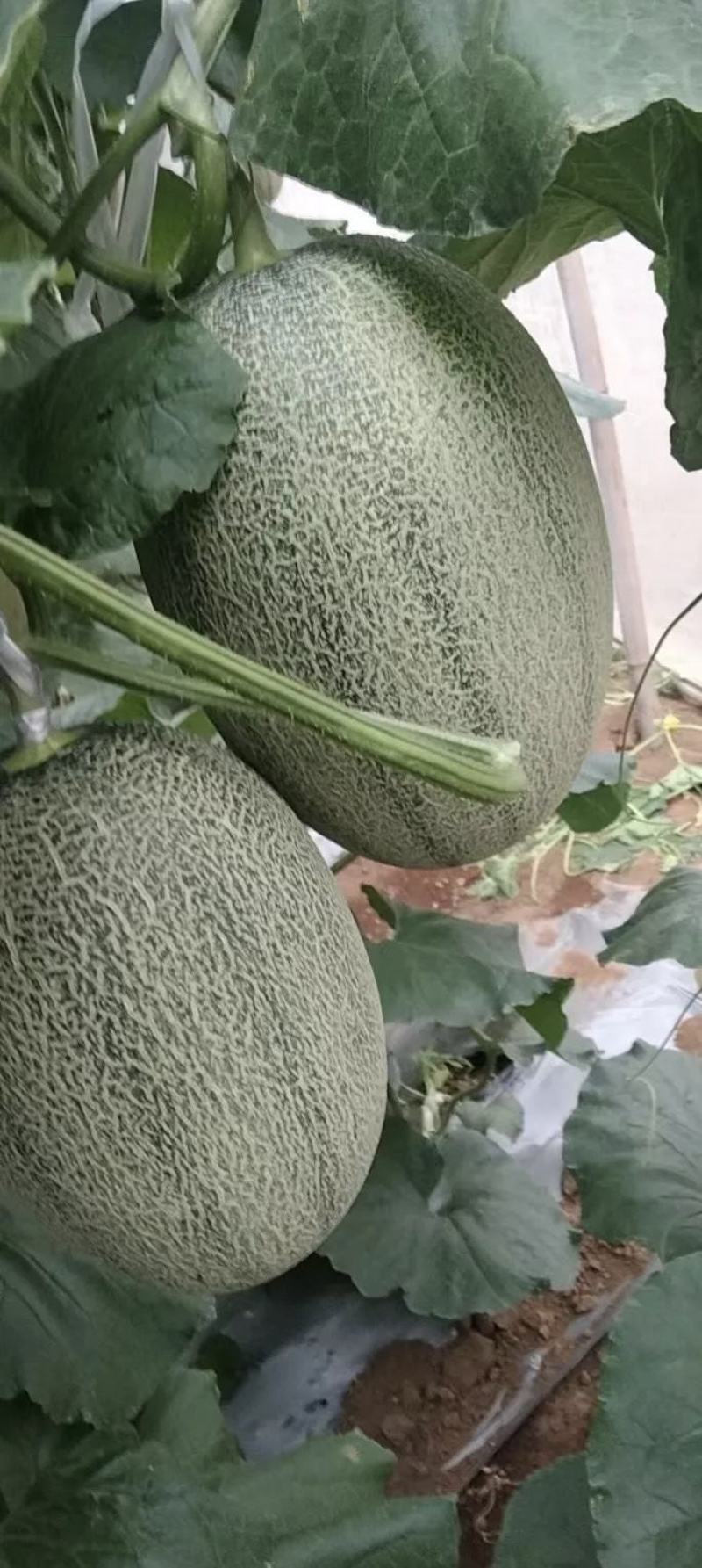 【实力推荐】夏邑晓蜜25哈密瓜糖度超高/大棚严选