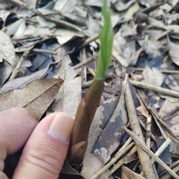 紫花双叶毛慈菇苗毛慈菇苗基地大量供应可视频看货欢迎